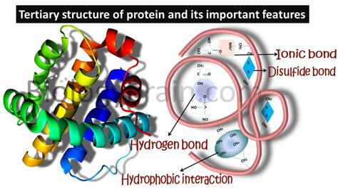 Four levels of protein structure and examples - Biology Brain