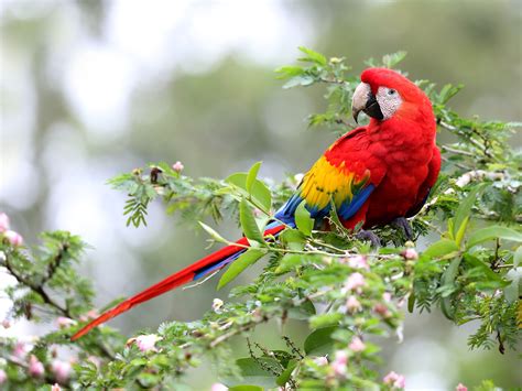 √完了しました！ amazon rainforest scarlet macaw facts 130662-Do scarlet macaws ...