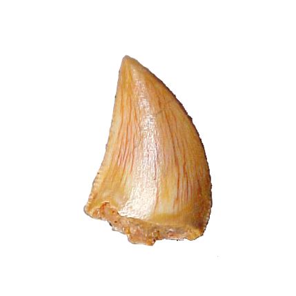 Velociraptor Raptor Tooth - Jurassic Jacks Fossil Shack