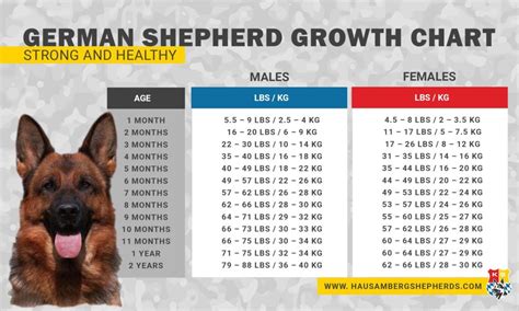 German Shepherd Growth Chart – German Shepherd Breeder Puppies For Sale ...