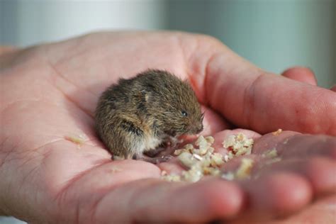 68 best Voles! images on Pinterest | Rodents, Cute funny animals and ...