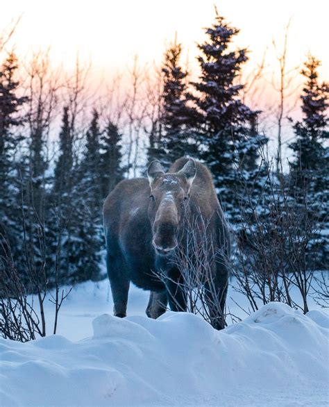 What’s it Like Traveling to Alaska in the Winter?