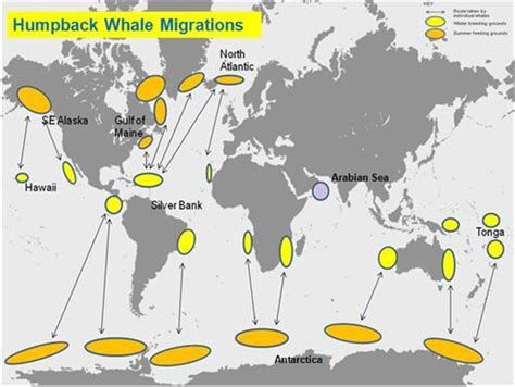 Bermuda Triangle to become humpback whale sanctuary - The Watchers