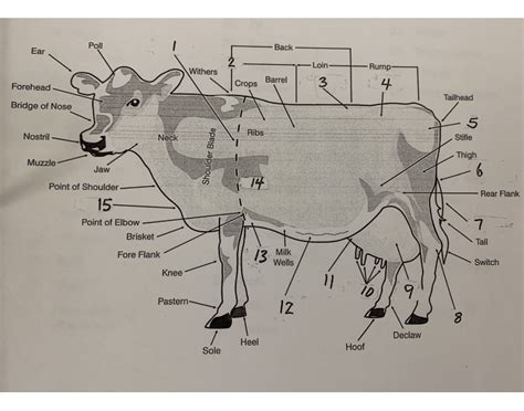 Dairy Cattle Anatomy Quiz