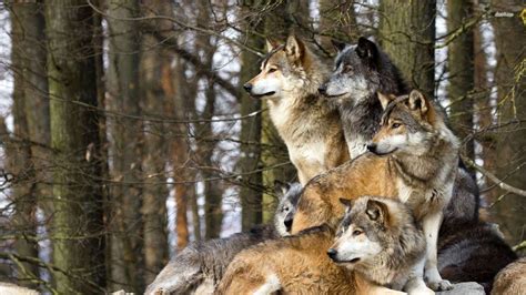 Wolf Pack Wallpaper - WallpaperSafari