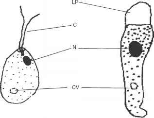 Euglenids phylum Euglenozoa Euglenoidea - Soil Solution