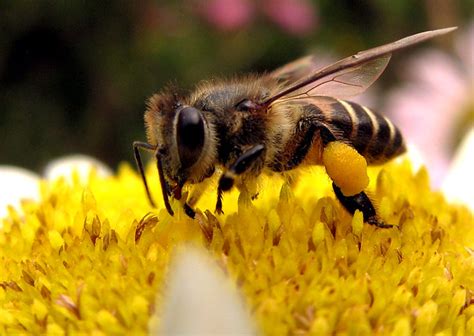 honey bee collecting pollen - a photo on Flickriver