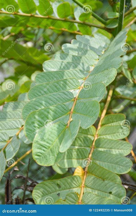 Fresh Green Senna Alata Leaves in Nature Garden Stock Image - Image of ...