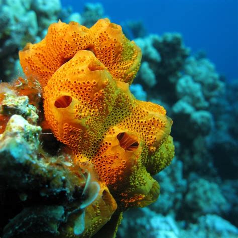 Sea sponges were the first ever animal group to evolve on earth! 🌎🧽🧐 ...