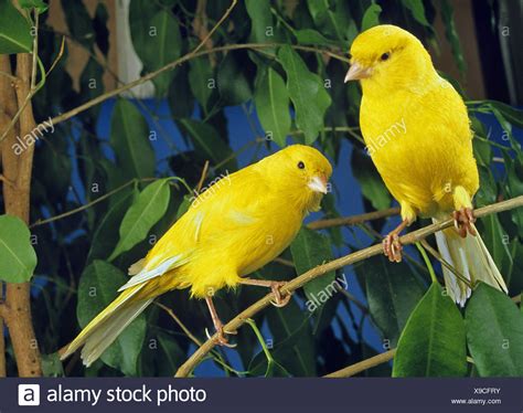 Yellow Canary Bird