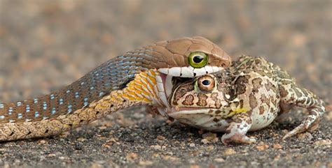 Western Cape Academics Track Snakes' Eating Habits with Help of ...