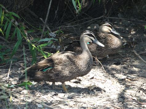 Pacific Black Ducks | Great Bird Pics