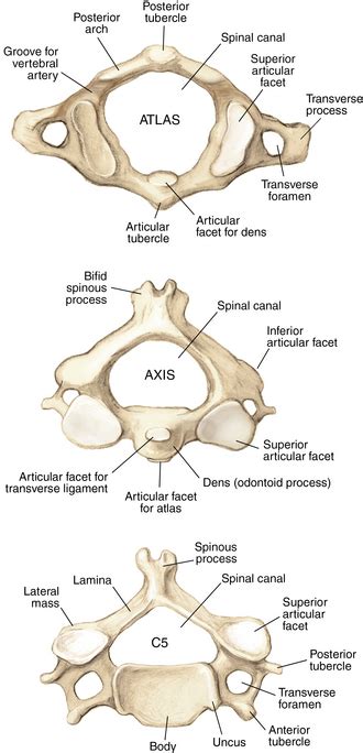 Spine | Musculoskeletal Key