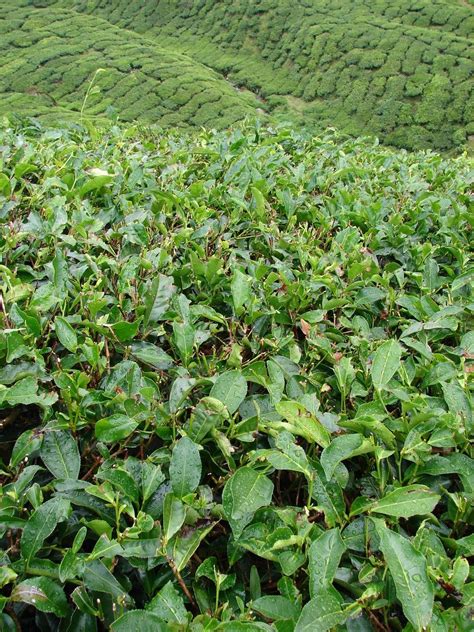 Tea plantation Cameron Highlands Free Photo Download | FreeImages