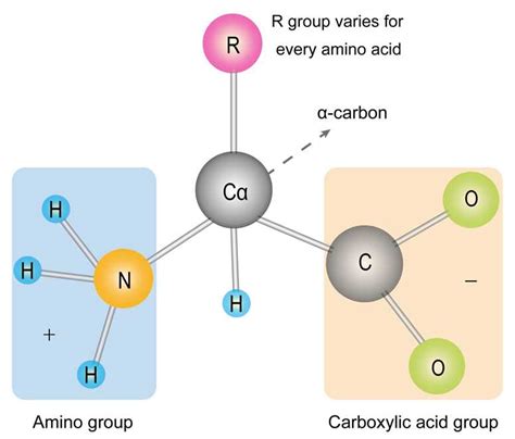 Amino Acid Properties and Structure - Creative Biostructure