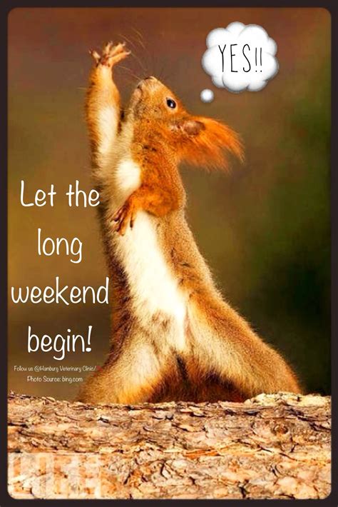 Weekend funny | Long weekend | Animal funny | Cute squirrel | Celebrate ...