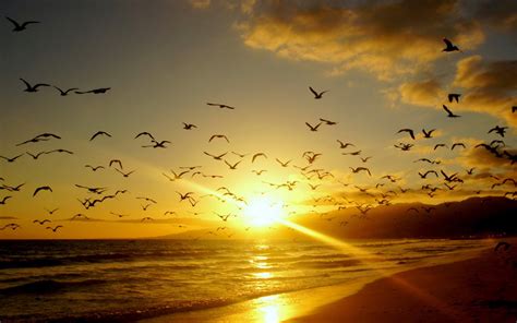 Free photo: Birds at Sunset - Bird, Flying, Group - Free Download - Jooinn