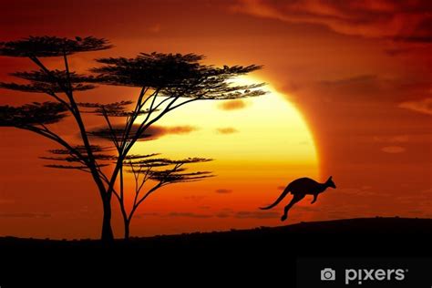 Papier peint Kangourou coucher du soleil Australie - PIXERS.FR