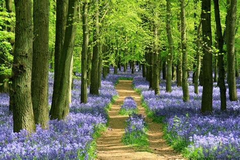 Top 5 places to see Bluebell Woods in England - WORLD WANDERING KIWI