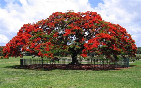 ROYAL POINCIANA TREE FOR SALE NORTH FORT MYERS