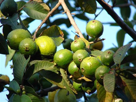 22 Different Guava Tree Varieties - ProGardenTips