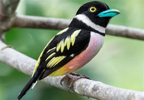 The black-and-yellow broadbill (Eurylaimus ochromalus)