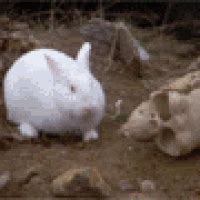 The Killer Rabbit of Caerbannog | Wiki | Cute Horrors Amino