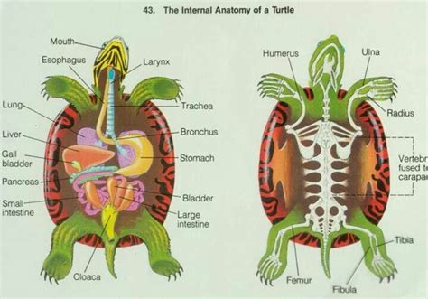 Turtle anatomy | Turtle habitat, Animal medicine, Pet turtle