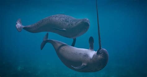 Baby Narwhal: 10 Incredible Narwhal Fact & Incredible Pictures - AZ Animals