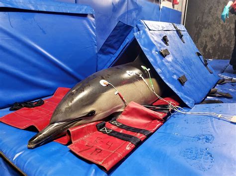 Stranded pregnant dolphin rescued in Wellfleet - The Boston Globe ...