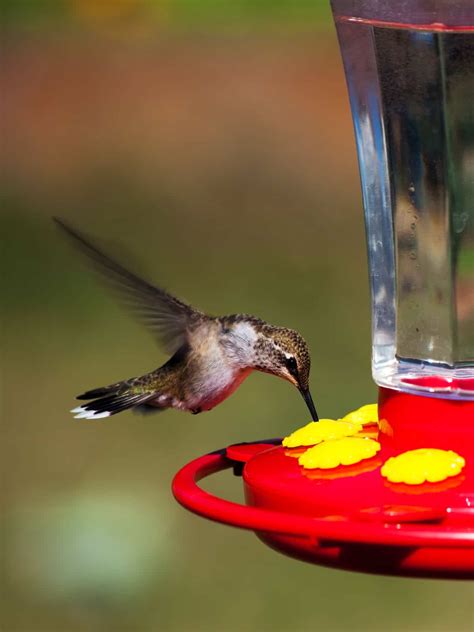 How to Choose the Best Hummingbird Feeder: Reviews, Tips, Nectar ...