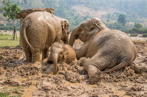 Elephant Nature Park Chiang Mai Thailand