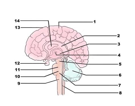 Label the Brain anatomy Quiz