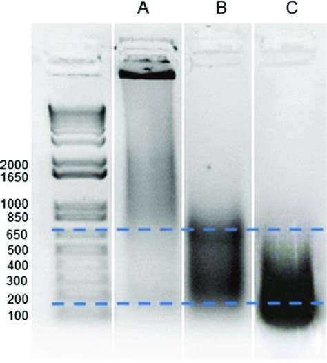 Chromatin fragmentation by optimized sonication of ChIP samples. (a) no ...