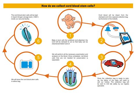 Cord Blood Stem Cell Preservation