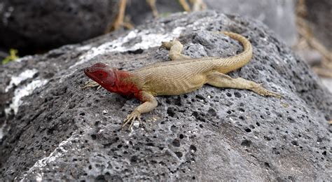 Lava Lizard female | Jack Gordon | Flickr