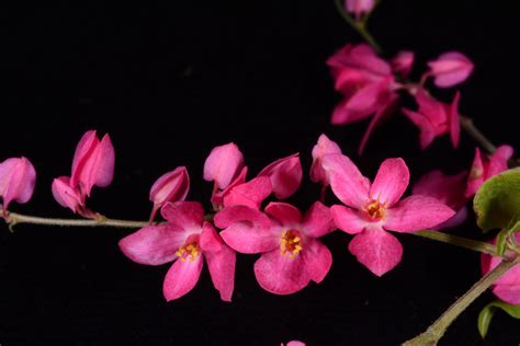 Antigonon leptopus (Polygonaceae) image 126619 at PhytoImages.siu.edu