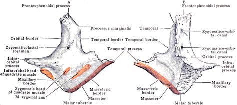 Zygomaticofacial Foramen