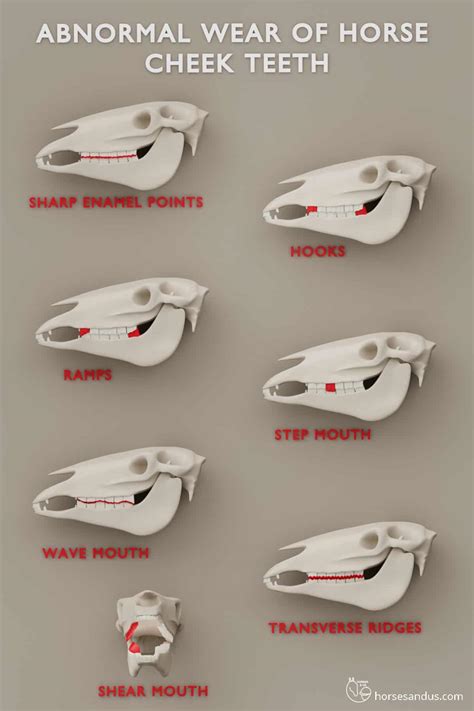 9 Common Horse Teeth Problems You Should Know [Visual Guide]