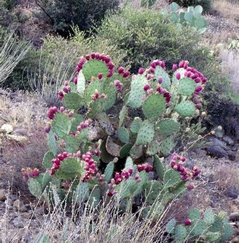 Prickly-Pear cactus | Scott's Place...Images and Words