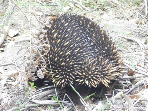 Echidna-egg laying mammal-500th post! - 10,000 Birds