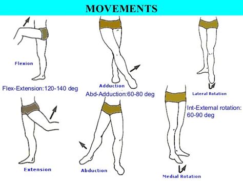 Hip joint anatomy