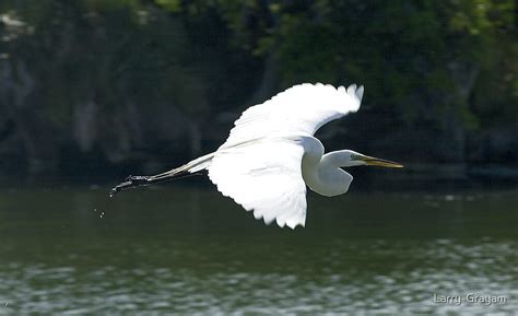 "Great White Heron in flight" by Larry Grayam | Redbubble