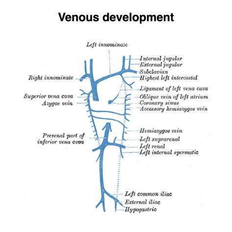 Brachiocephalic Vein