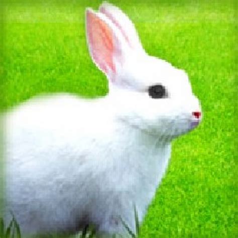 Rabbit Breeders - YouTube