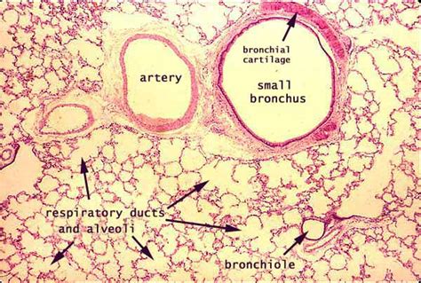 Bronchus Slide Labelled