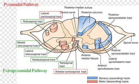 Extrapyramidal symptoms Extrapyramidal system Chlorpromazine Pyramidal ...