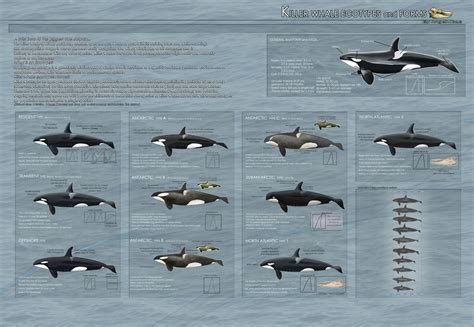 Species Reference on CetaceanArts - deviantART | Killer whales, Orca, Whale