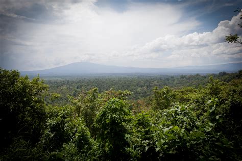 Cutting to the truth on Congo Basin deforestation - Greenpeace ...