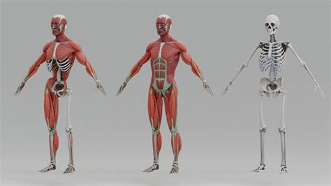 Human Body Anatomy Pack Rigged 3D model rigged | CGTrader